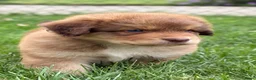 Kruising honden te koop: Nova scotia duck tolling x Australian shepherd pup - Advertentie 4