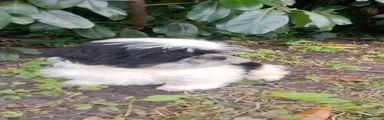 Shih Tzu Puppy 3