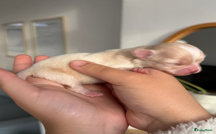 Chihuahua honden Chihuahuas pups - Advertentie 3