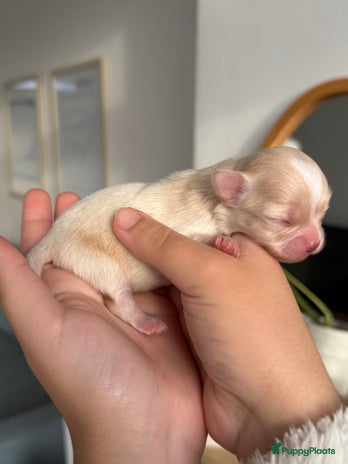 Chihuahua honden Chihuahuas pups - Advertentie 3