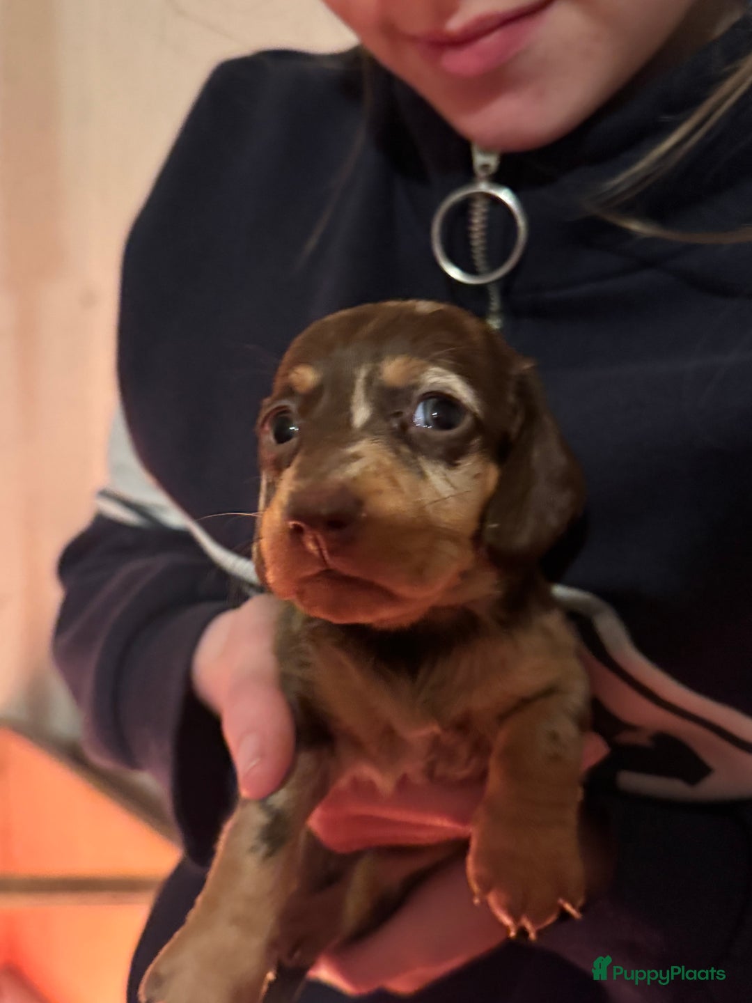 Teckel (korthaar)  honden te koop: Teckel puppy’s  - Advertentie 15