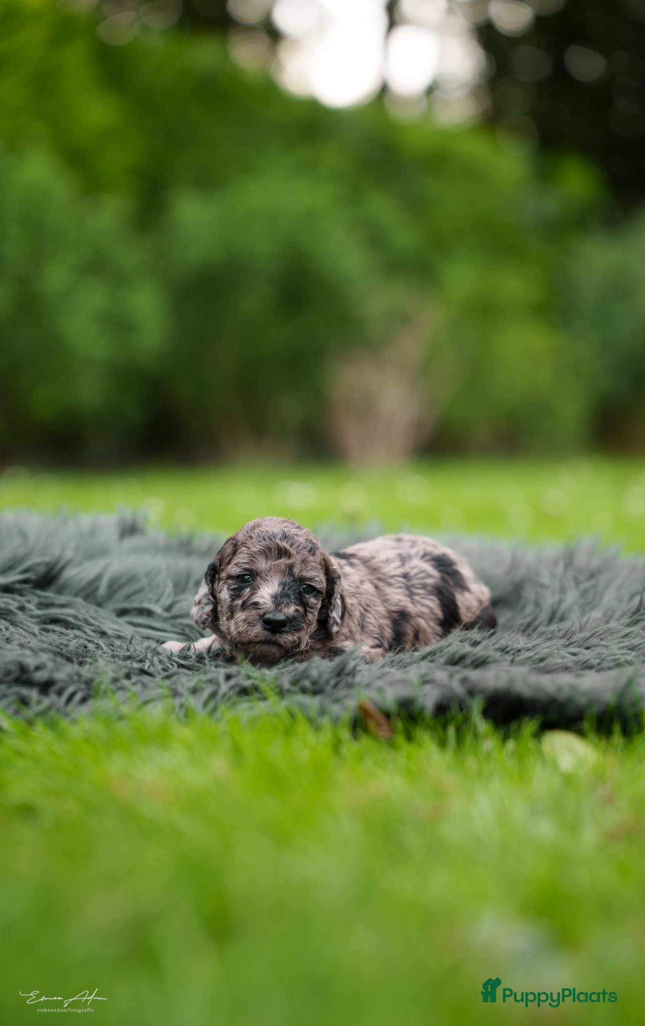 Labradoodle honden Nog 3 Prachtige multigen Labradoodles beschikbaar - Advertentie 2