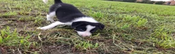 Border Collie honden te koop: Border collie puppy's in Oude Pekela - Advertentie 34