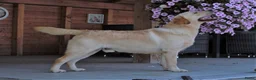 Labrador Retriever honden ter dekking: Super blonde labrador staat er dekking - Advertentie 3