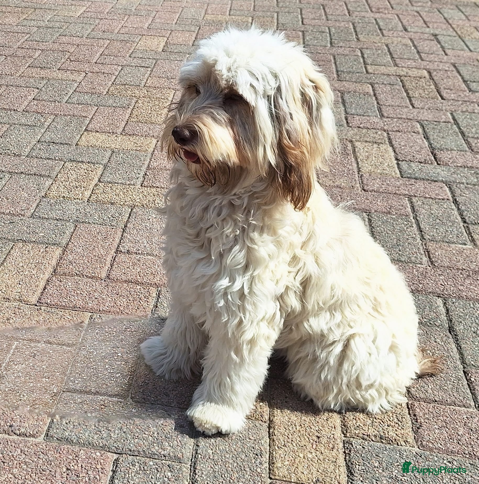 Kruising honden cavapoo - Advertentie 1