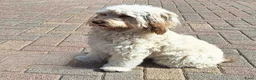 Kruising honden te koop: cavapoo - Advertentie 1