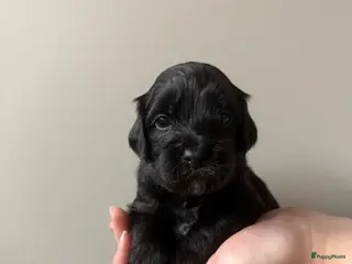 Kruising honden Labradoodle pups - Advertentie 3