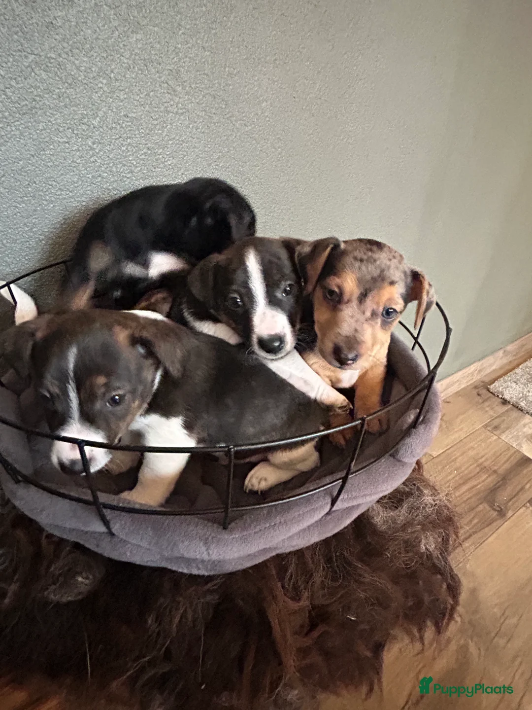 Jack Russel Terriër honden te koop: 4 mooie Jack Russell reutjes - Advertentie 22