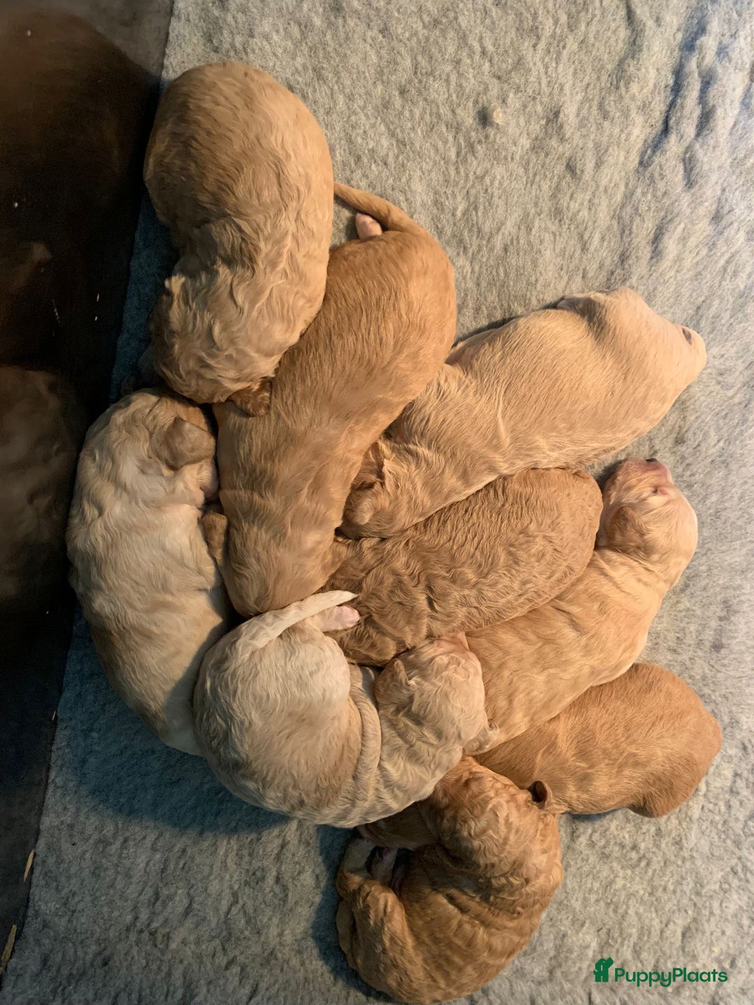 Kruising honden te koop: Goldendoodle Medium Pups Geboren - Advertentie 21