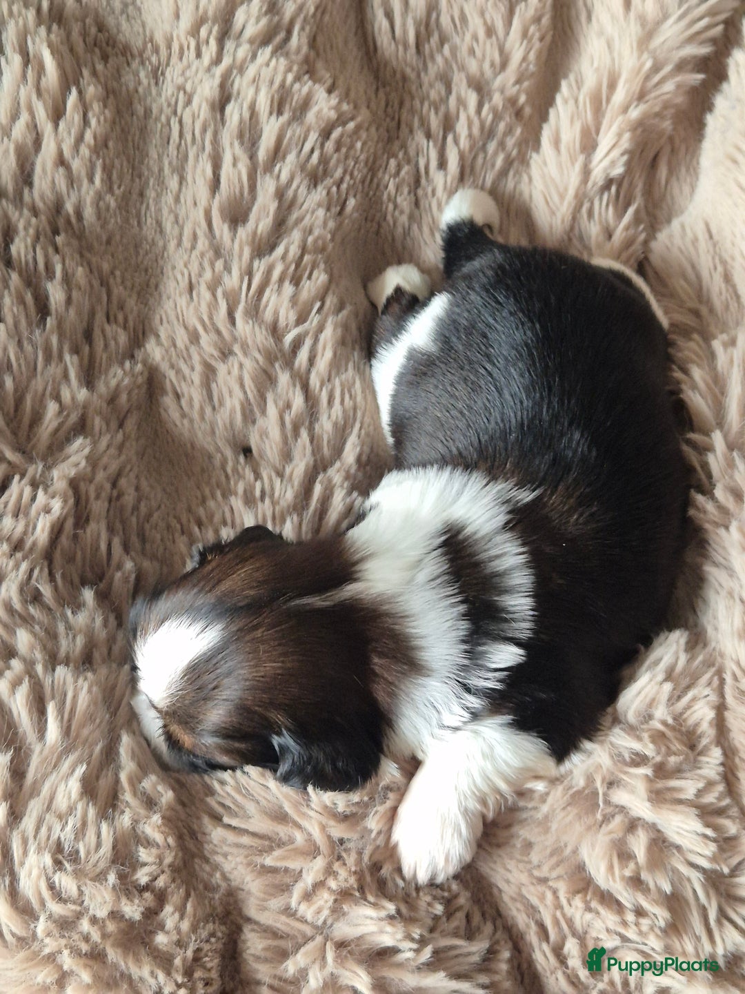 Shih Tzu honden te koop: Shih tzu pups  in Espel - Afbeelding 4