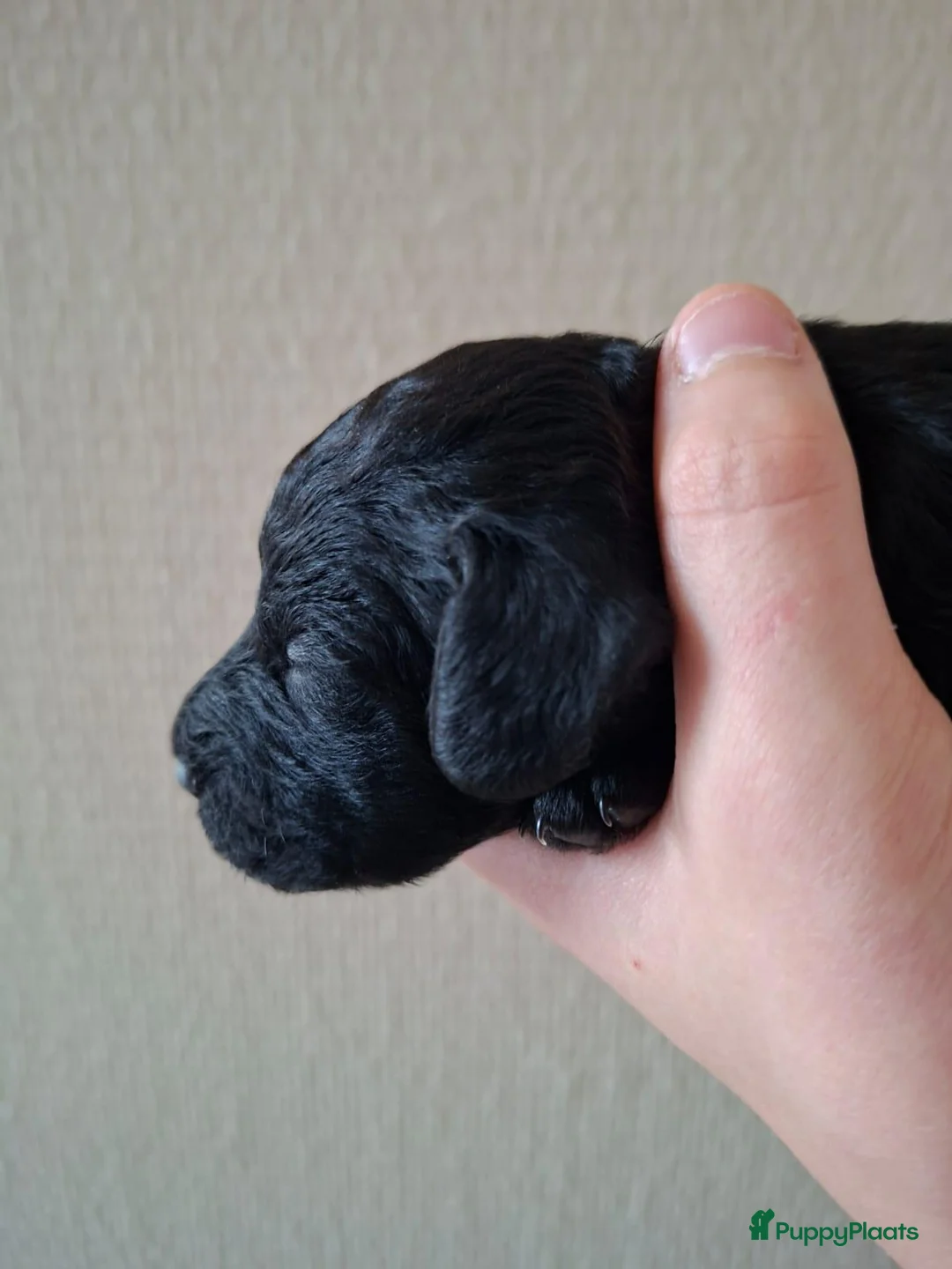 Kruising honden te koop: Medium Multigen labradoodle pups - Advertentie 10