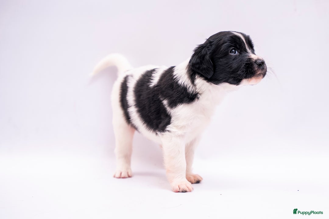 Friese Stabij honden te koop: Friese stabij pups - Advertentie 5