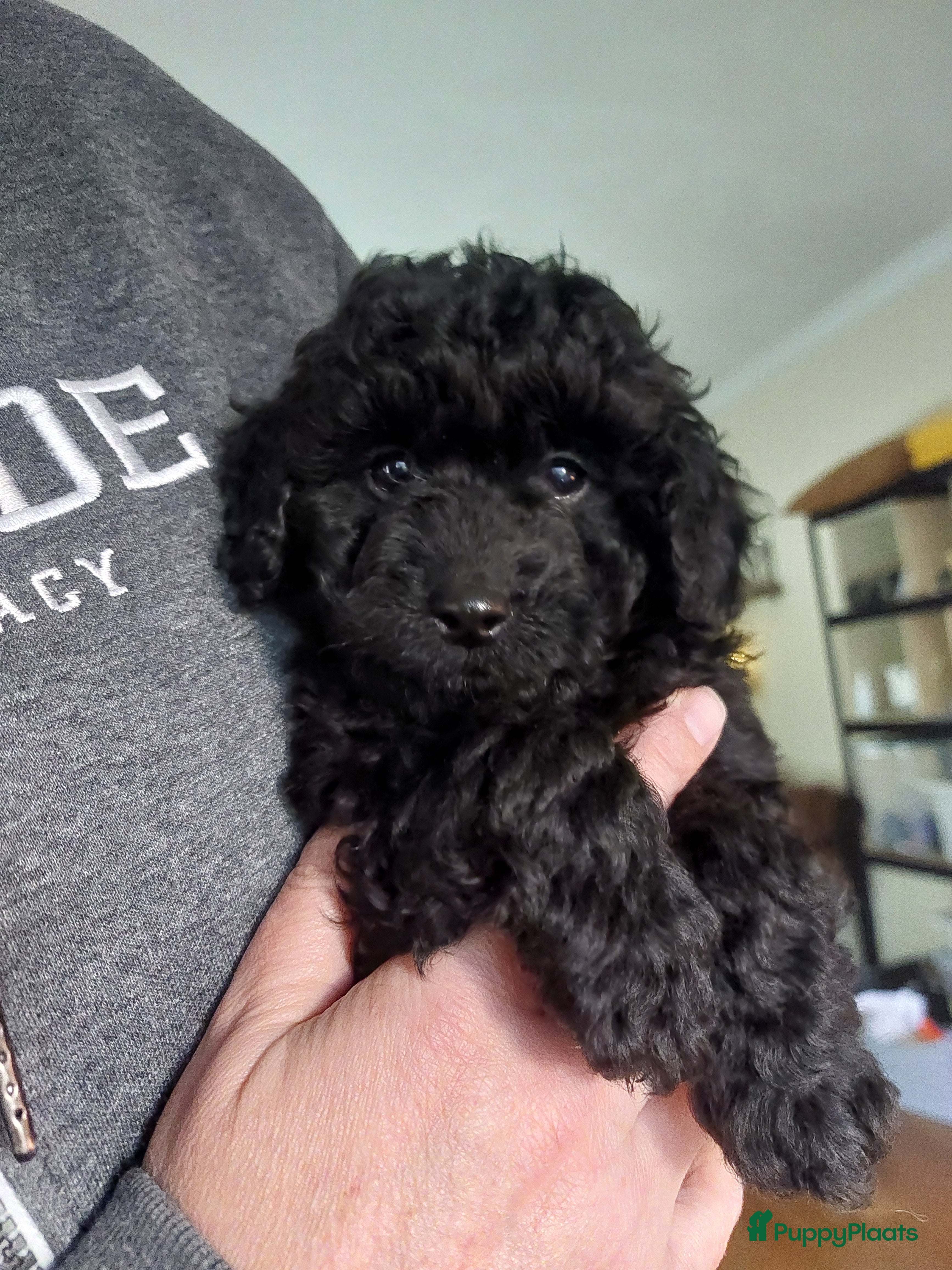 Cockapoo honden Laatste reutje. - Advertentie 1