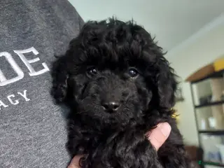 Cockapoo honden Laatste reutje. - Advertentie 1