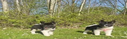 American Akita honden te koop: Prachtige American Akita Pups - Advertentie 15