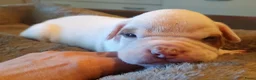 Amerikaanse Bulldog honden te koop: Mooie en gezonde Amerikaanse bulldog pups - Advertentie 5