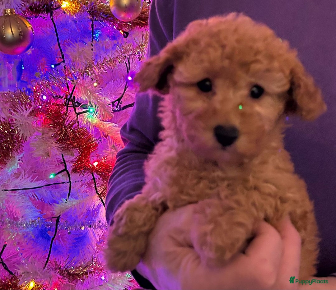 Poedel honden te koop: Lieve rustige poedel abricoos/ donker rood - Advertentie 3