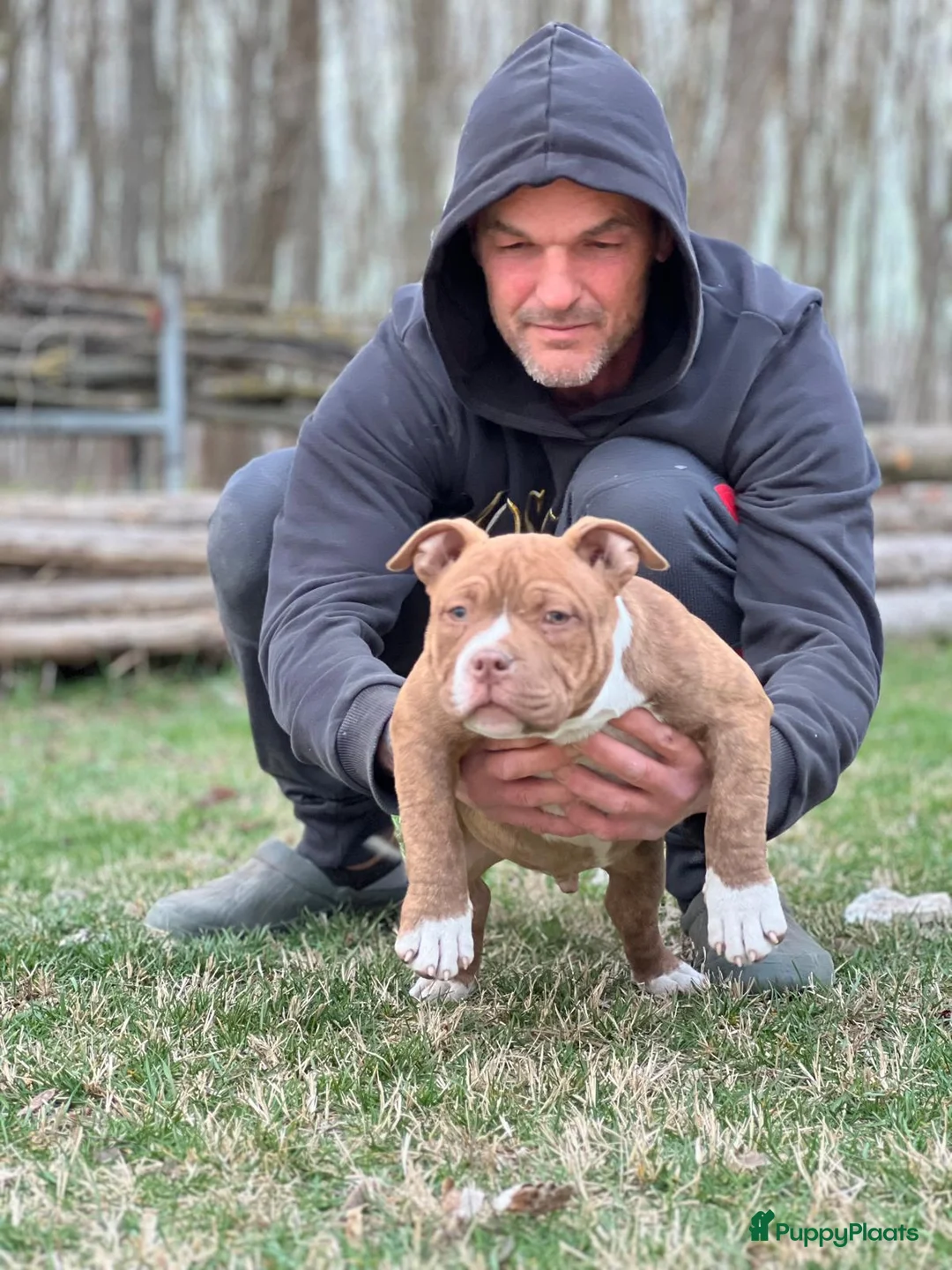 Amerikaanse Bully honden te koop: American Bully Pocket - Advertentie 1