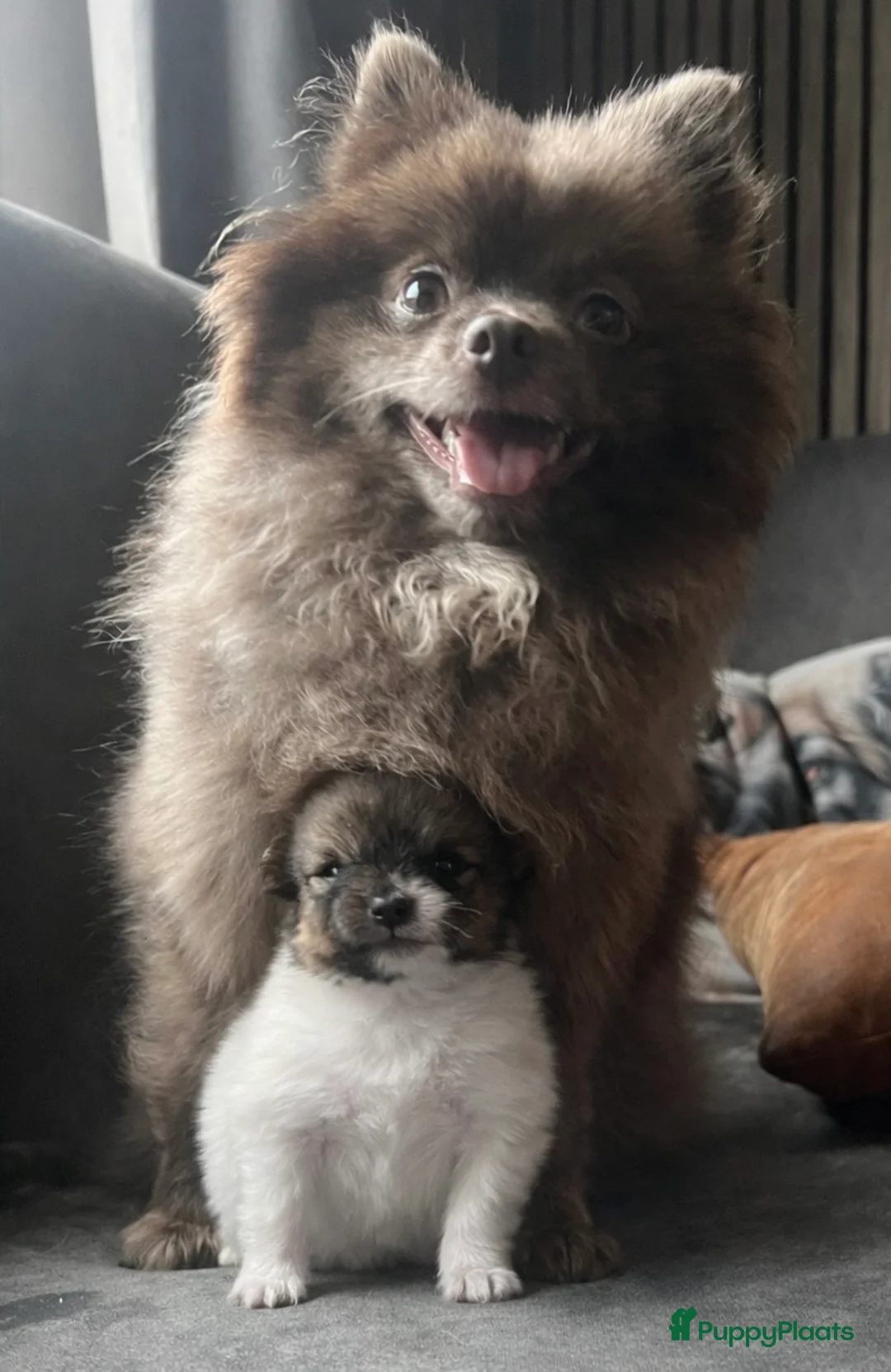 Pomeriaan honden te koop: Alle pups zijn gereserveerd ❤️ - Advertentie 13