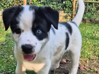 Kruising honden Pomsky en vader mix pups zoeken huisje - Advertentie 1