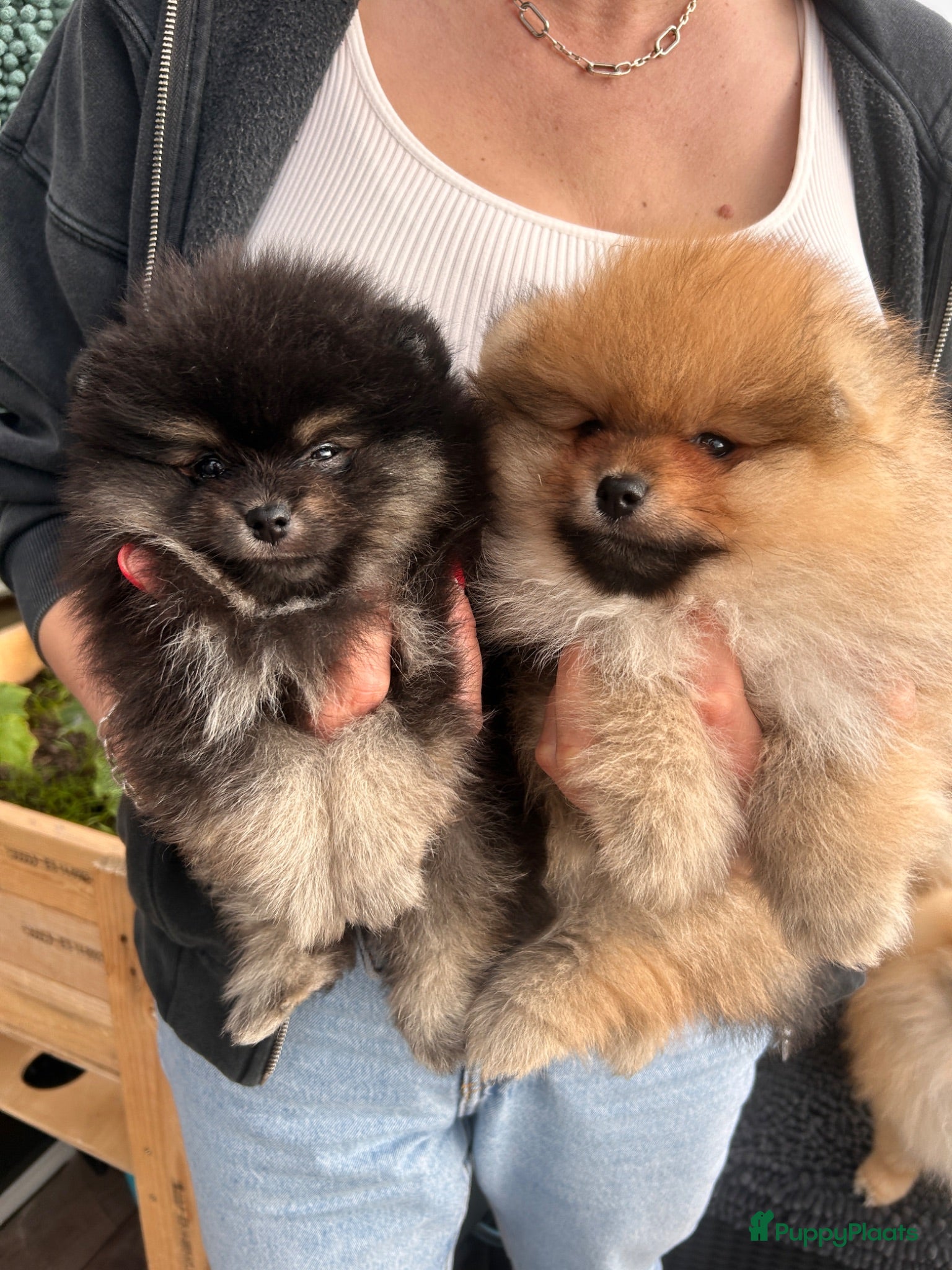 Pomeriaan honden te koop: 🌺Pomeranian 100 %🌺 - Advertentie 2