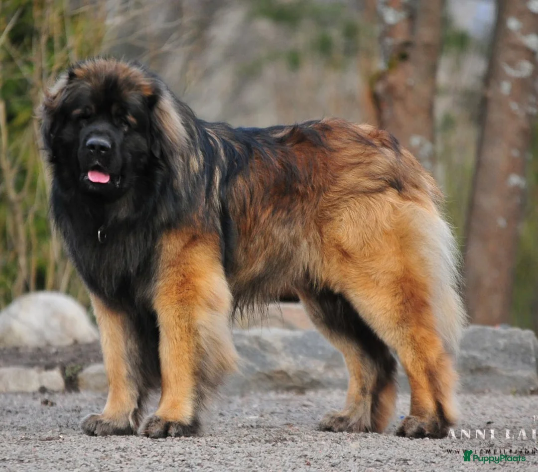 Leonberger honden te koop: Leonberger pups (teefjes)uit bijzondere combinatie - Advertentie 3