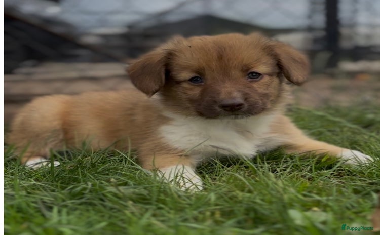 Nova Scotia Duck Tolling Retriever honden - Advertentie 2