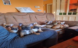 Franse Bulldog honden te koop: Franse bulldog raszuiver FCI (uitgebreid getest)  - Advertentie 10