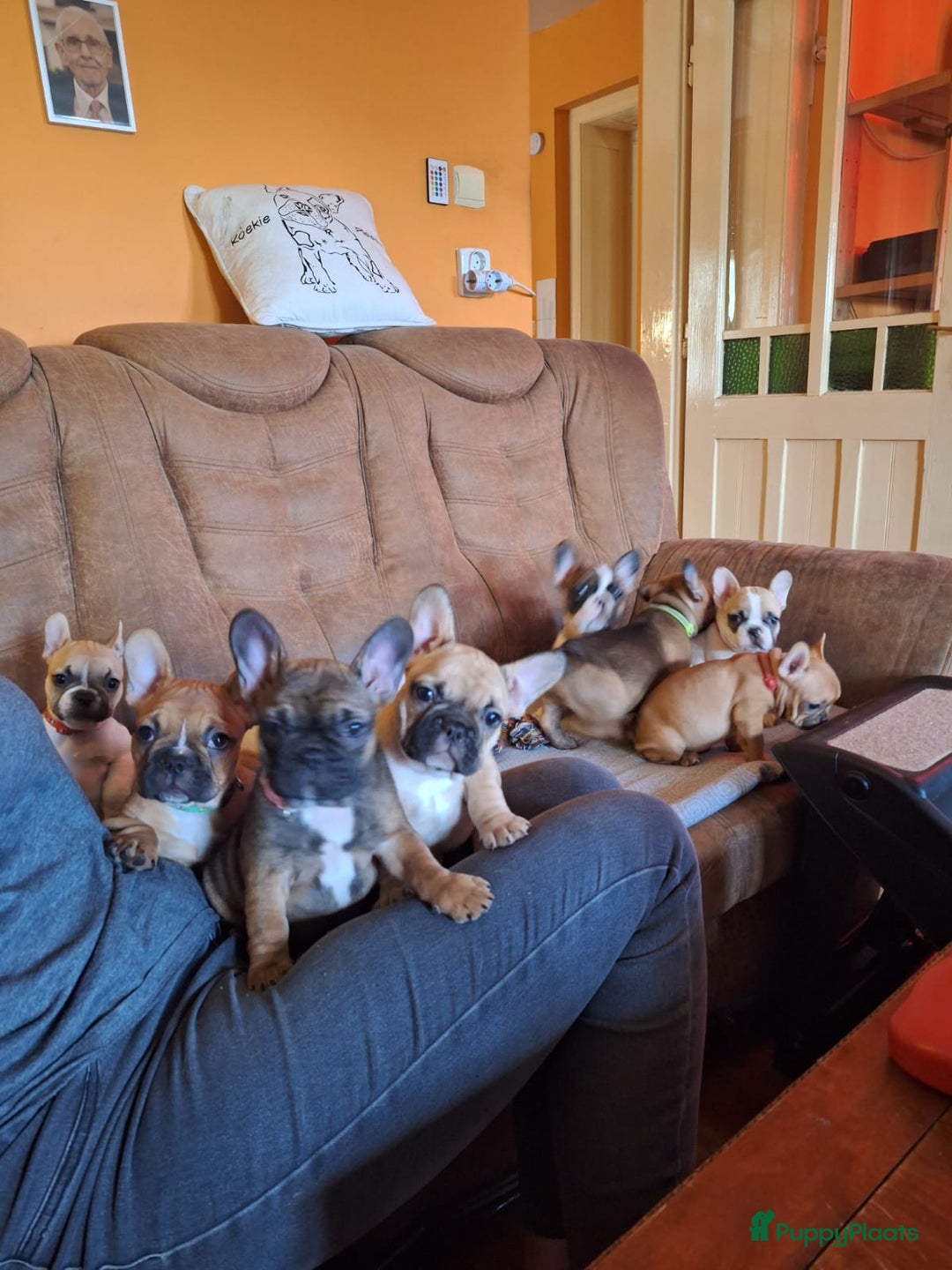 Franse Bulldog honden te koop: Franse bulldog raszuiver FCI (uitgebreid getest)  - Advertentie 10