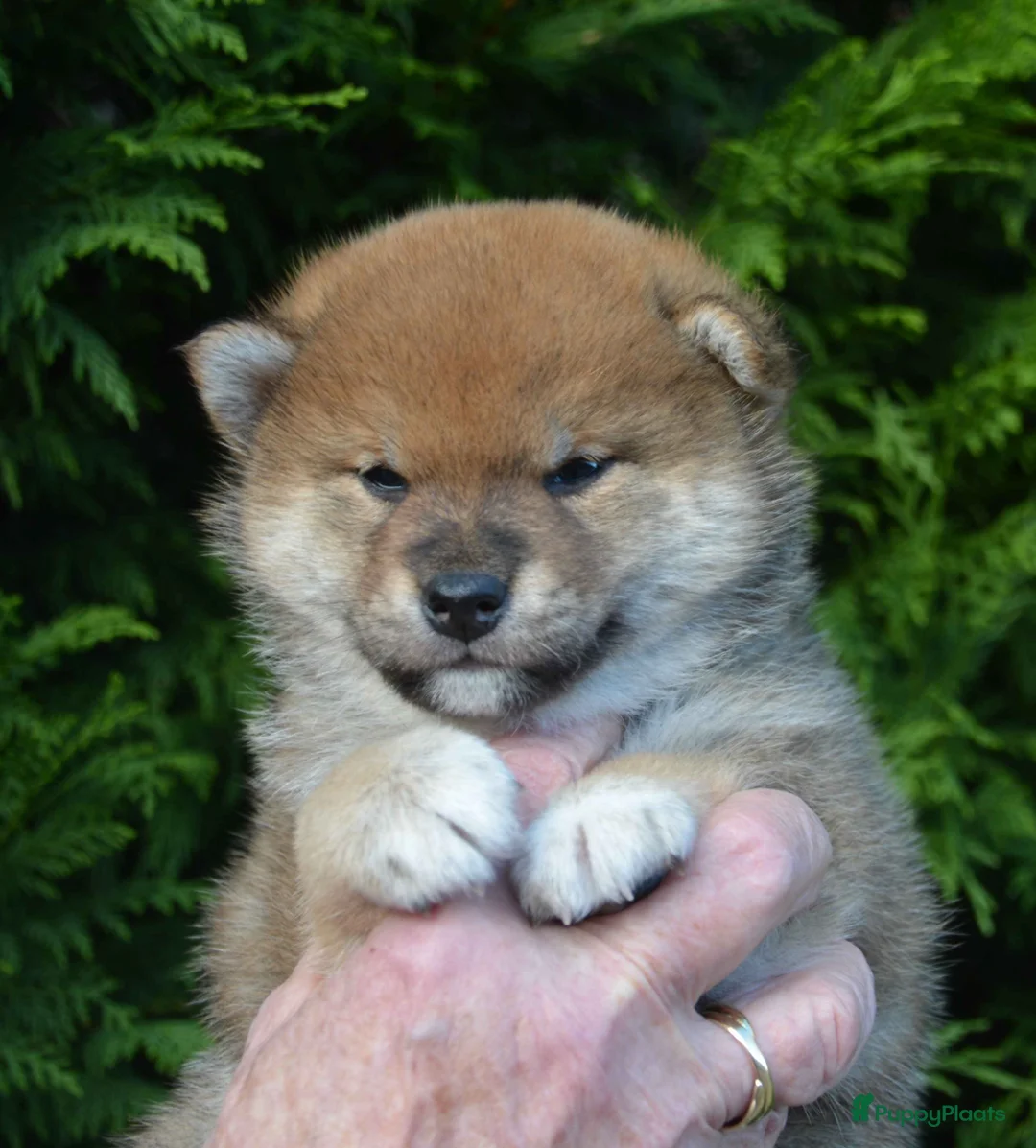 Galerij afbeelding {{count}}