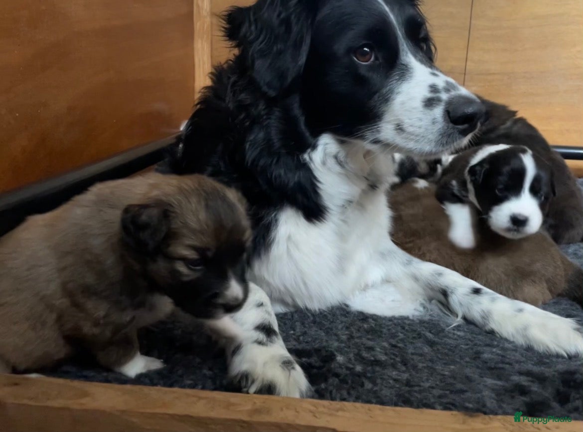 Kruising honden Australian Shepherd/Stabij x Toller pups  - Advertentie 3