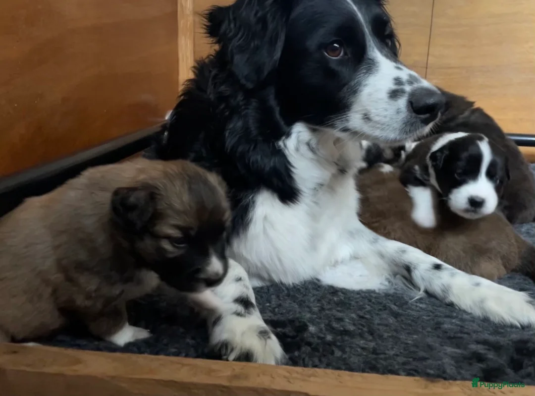 Kruising honden te koop: Australian Shepherd/Stabij x Toller pups  in Geldrop - Advertentie 2