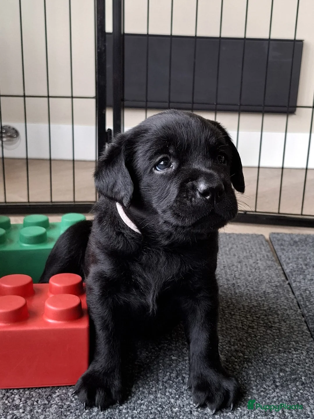 Kruising honden te koop: 3/4 labrador x 1/4 stabij - Advertentie 1