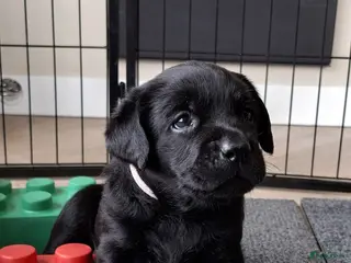 Kruising honden 3/4 labrador x 1/4 stabij - Advertentie 13