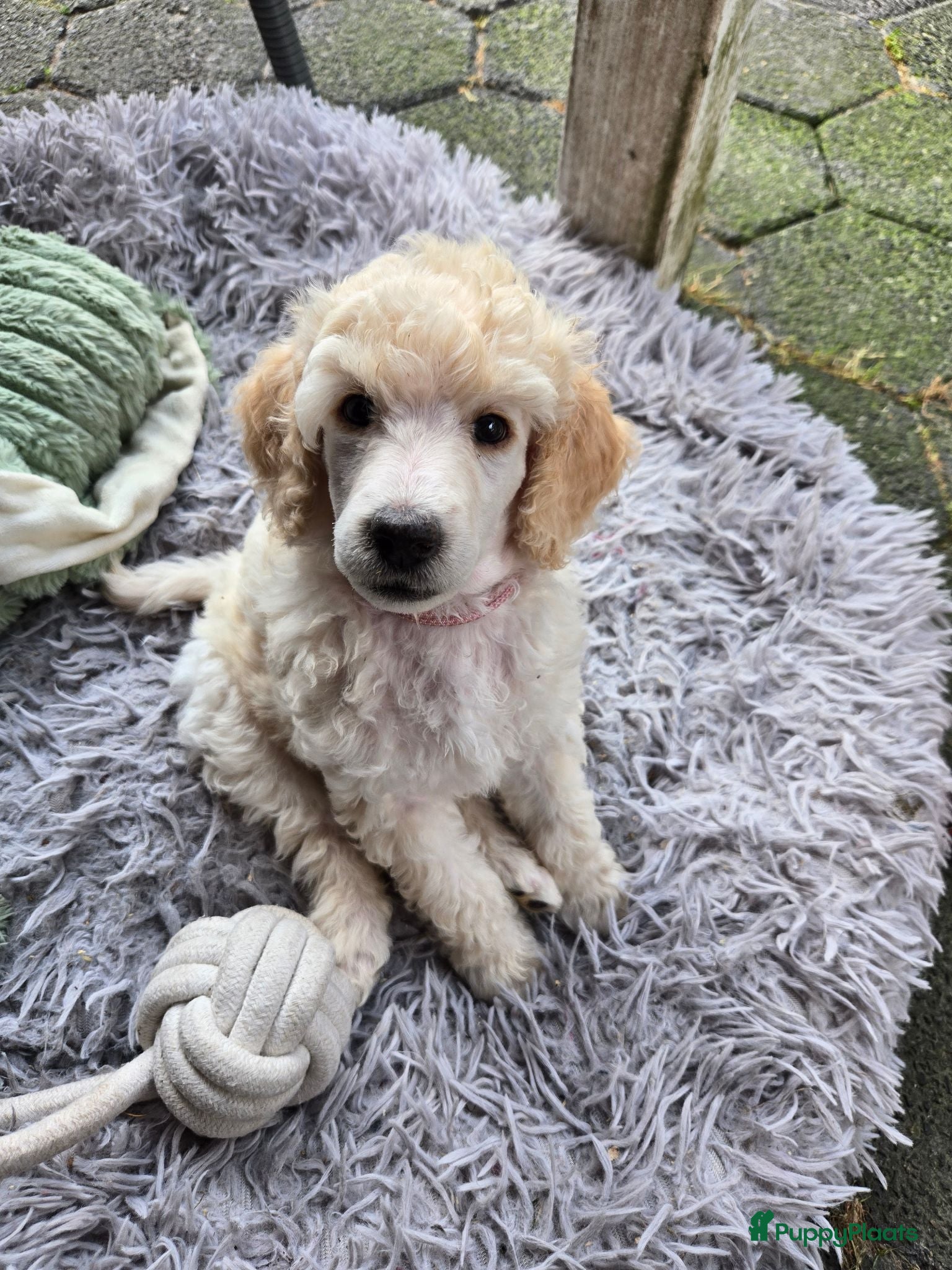 Labradoodle honden Poedel outcross pups | DNA-geteste ouderdieren - Advertentie 2
