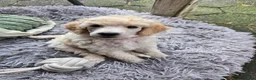 Labradoodle honden te koop: Poedel outcross pups | DNA-geteste ouderdieren - Advertentie 23