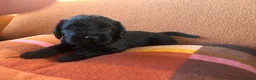 Kruising honden te koop: Labradoodle mix pups  - Advertentie 18