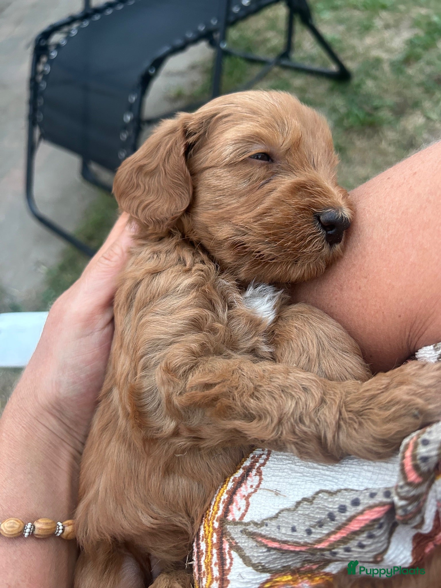 Australian Labradoodle honden Prachtige Australian labradoodle pups  - Advertentie 2