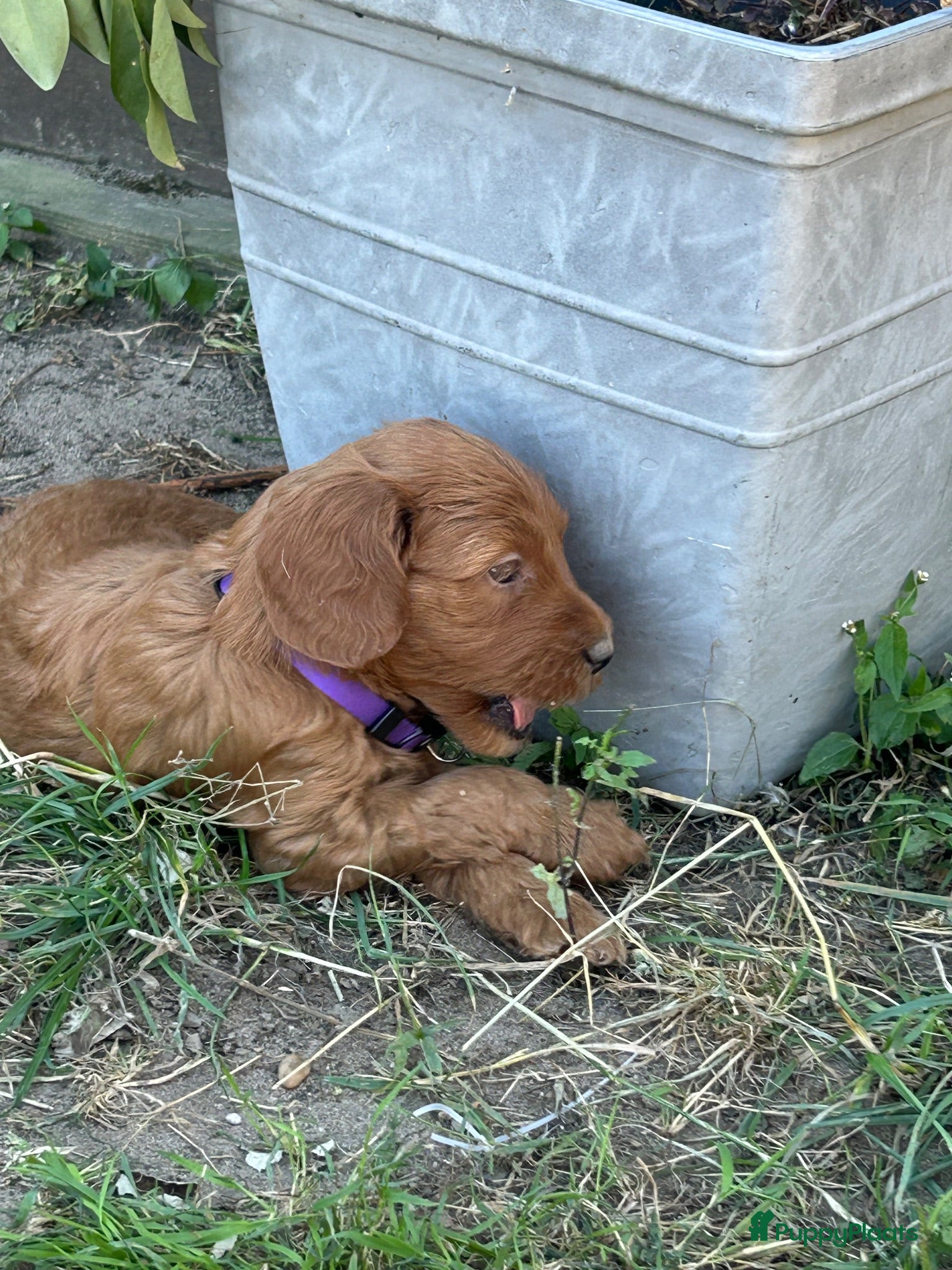 Australian Labradoodle honden Prachtige Australian labradoodle pups  - Advertentie 2