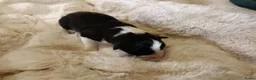 Border Collie honden te koop: Border Collie pups met FCI stamboom - Advertentie 4