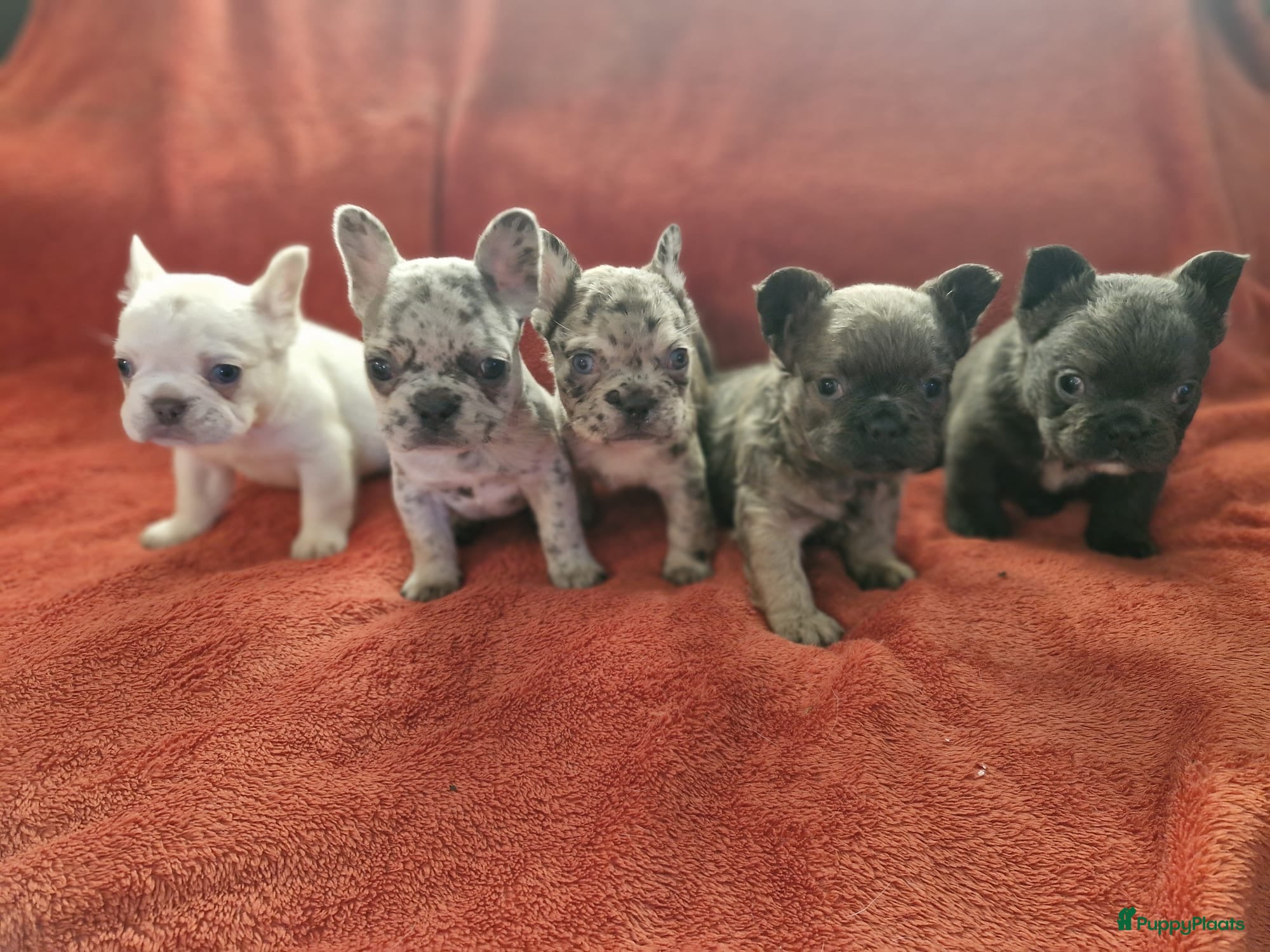 Franse Bulldog honden Prachtige Franse buldogs  - Advertentie 9