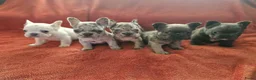 Franse Bulldog honden te koop: Prachtige Franse buldogs  - Advertentie 1
