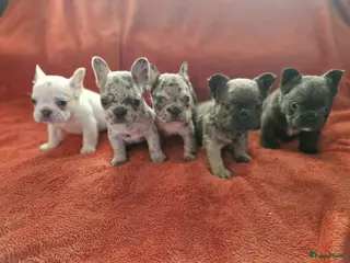 Franse Bulldog honden Prachtige Fluffy Franse buldogs - Advertentie 1