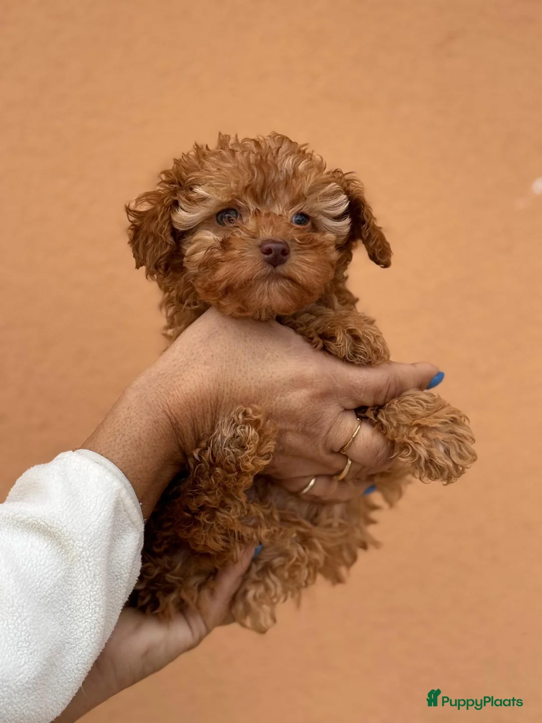 Poedel Toy honden te koop: Toypoedel toy poedel - Advertentie 3