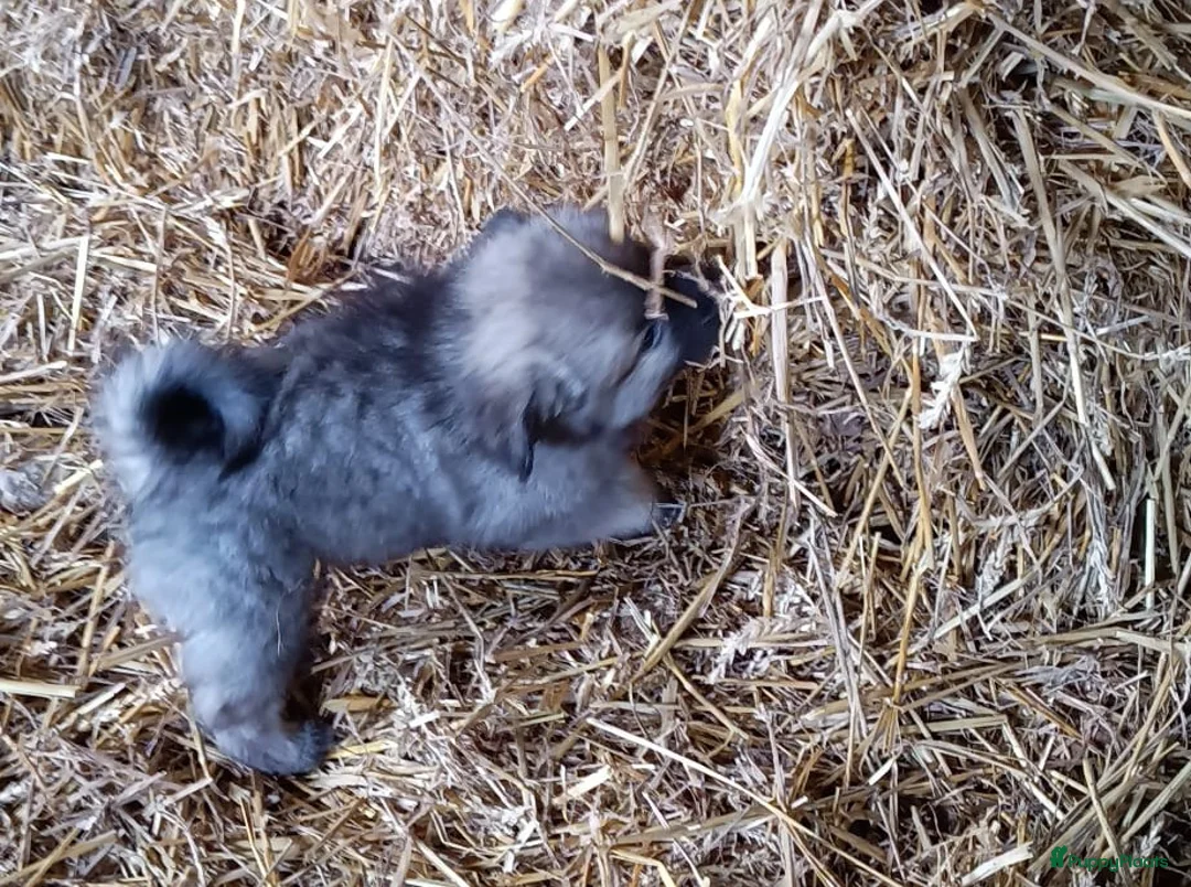 Keeshond honden te koop: Keeshond wolfsgrauw. Grijs. Blauw. - Advertentie 23