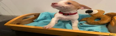 Jack Russel Terriër 5