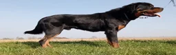 Rottweiler honden te koop: Prachtige zuivere rottweiler pups - Advertentie 8