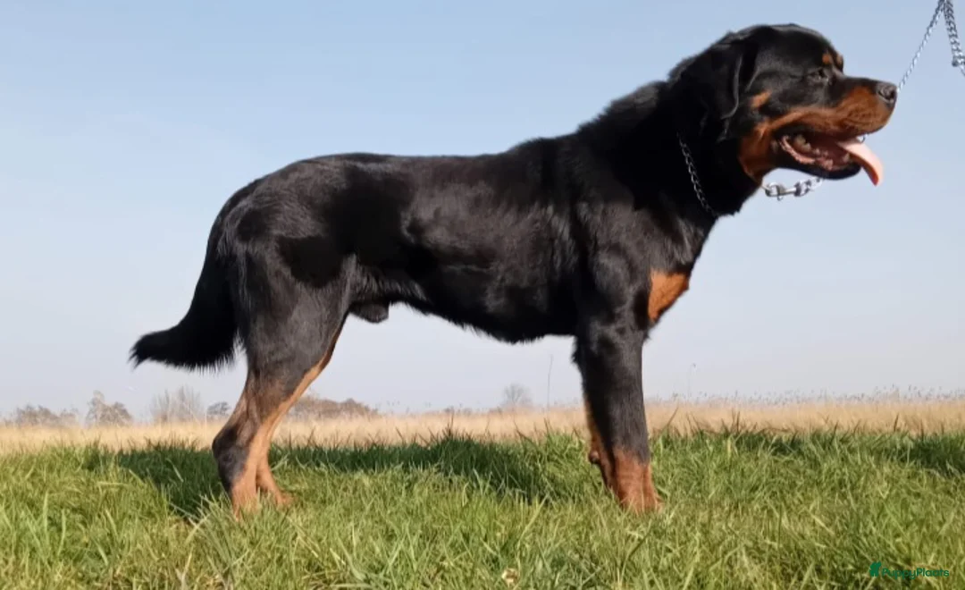 Rottweiler honden te koop: Prachtige zuivere rottweiler pups - Advertentie 8