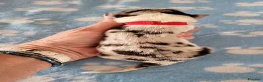Australian Shepherd 2