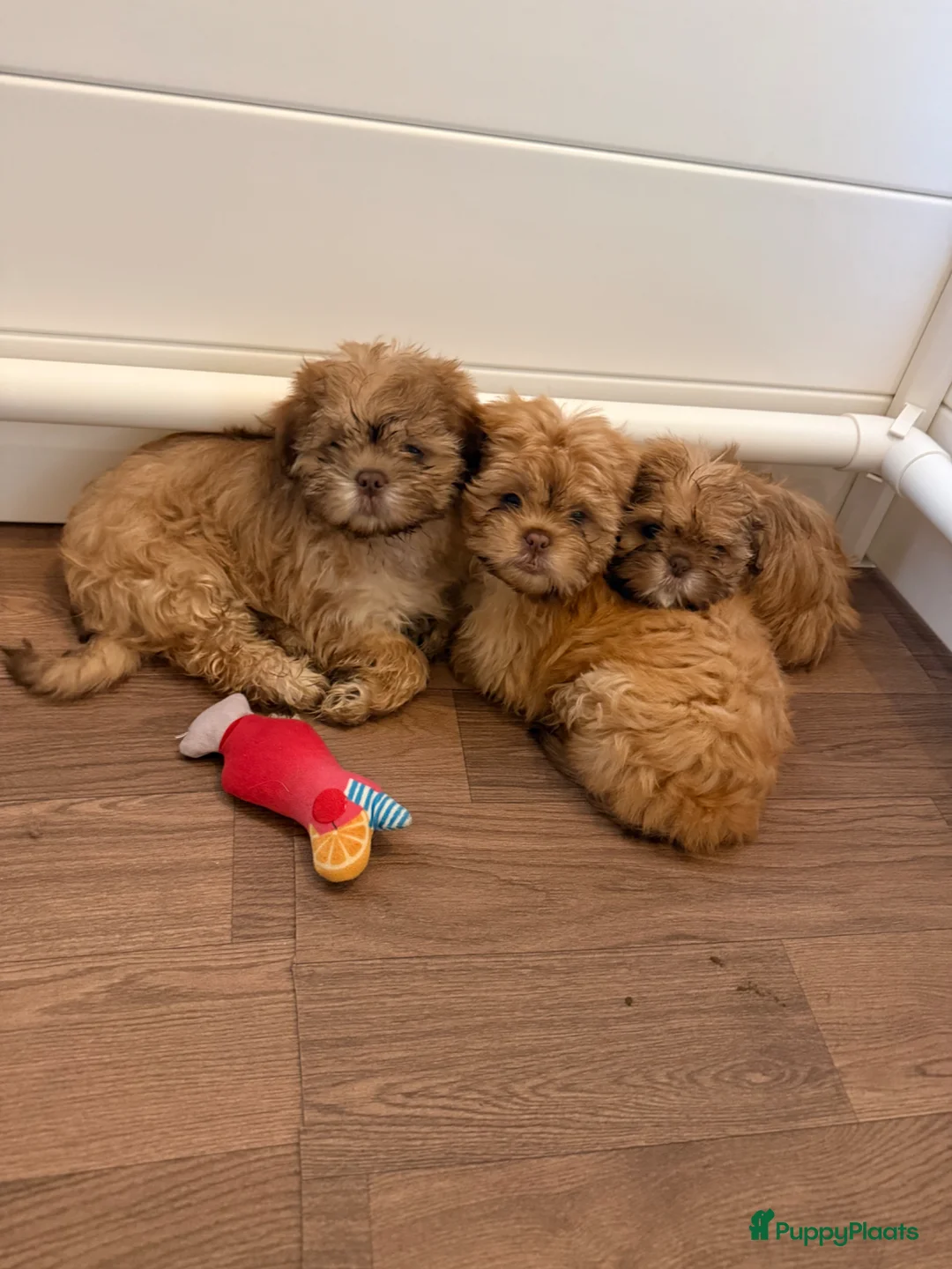 Boomer honden te koop: Boomer pups  - Advertentie 2